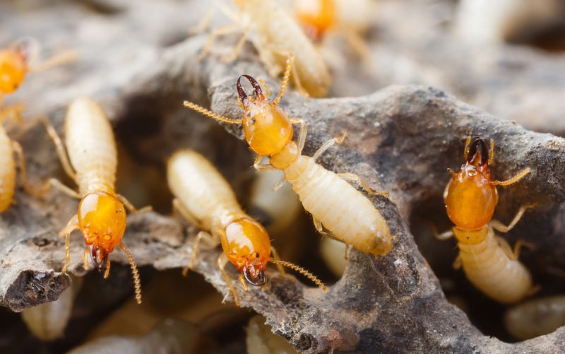 5 Signs You Might Have Termites