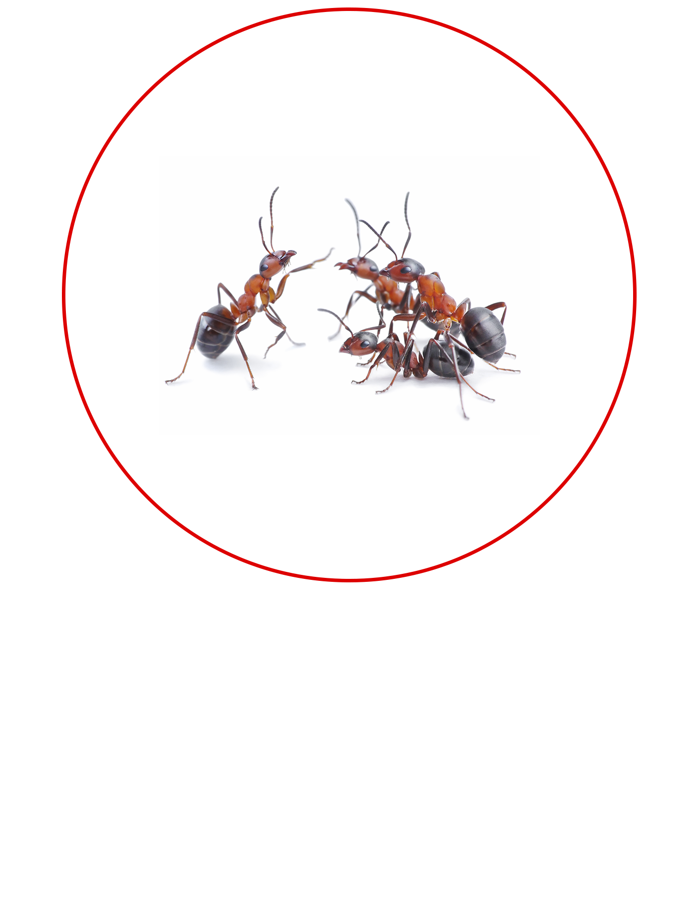 Pest Control Ants v1