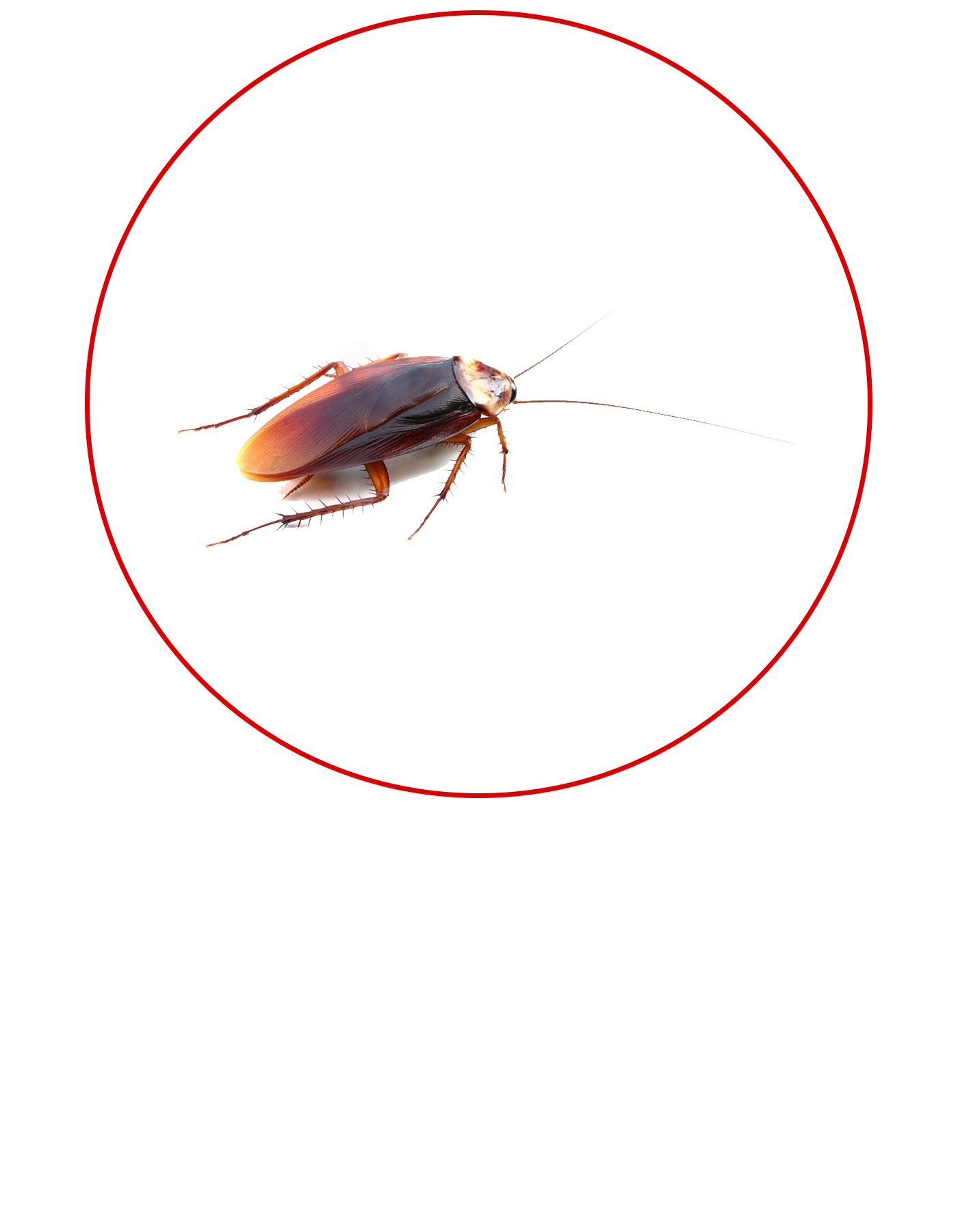 Pest Control Cockroaches