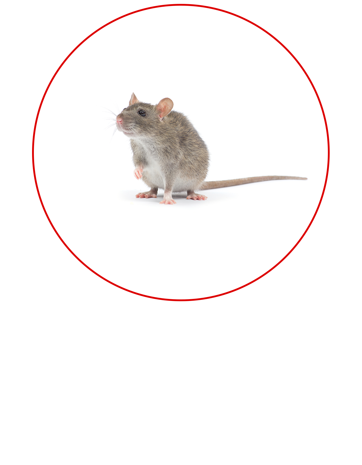 Pest Control Mice
