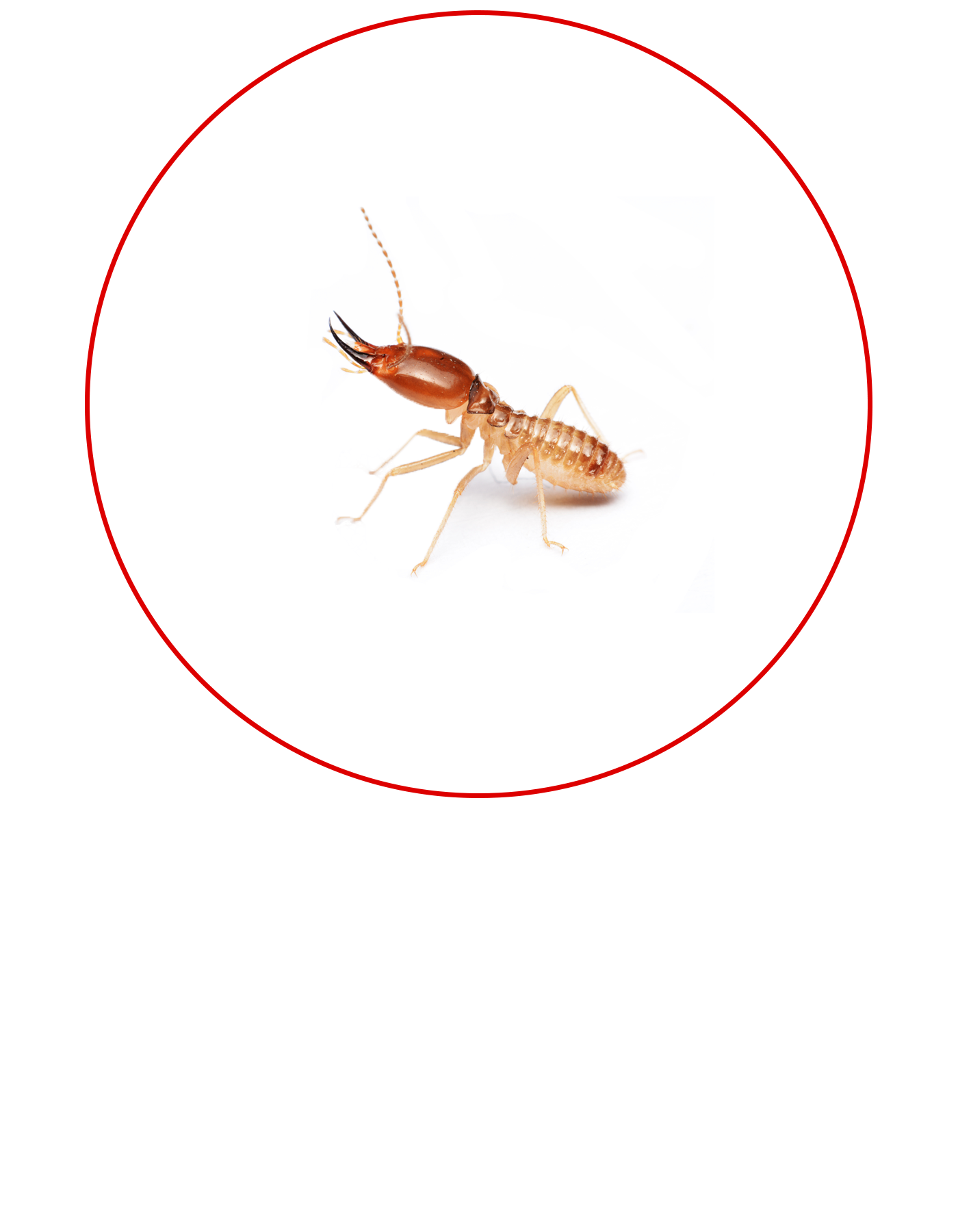 Pest Control Termites