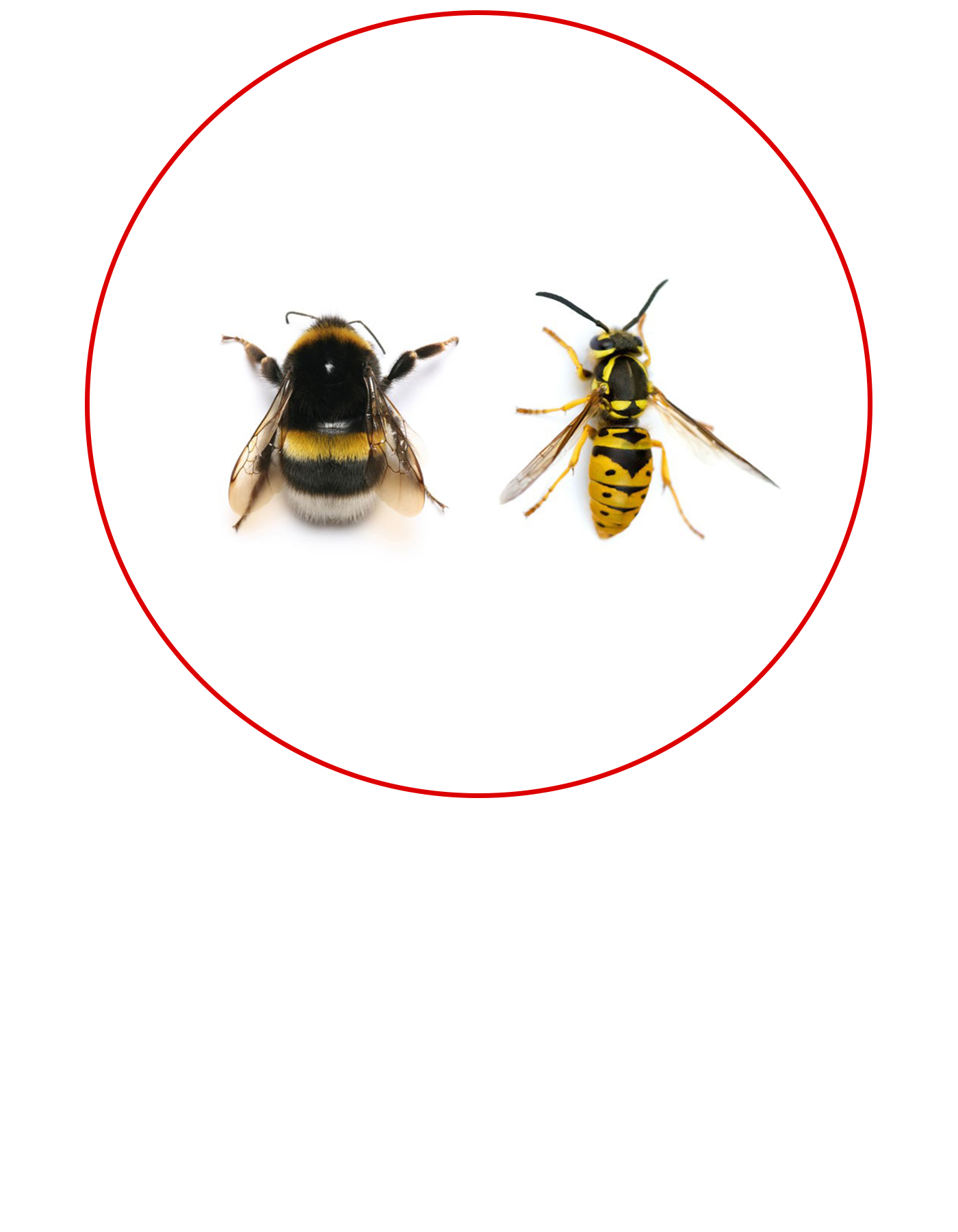 Pest Control Wasps and Bees