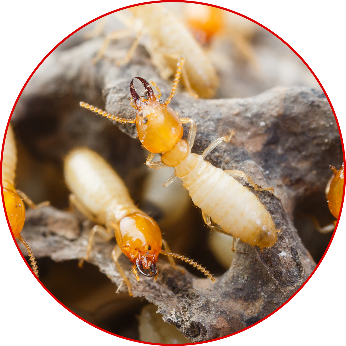 Termite Inspection