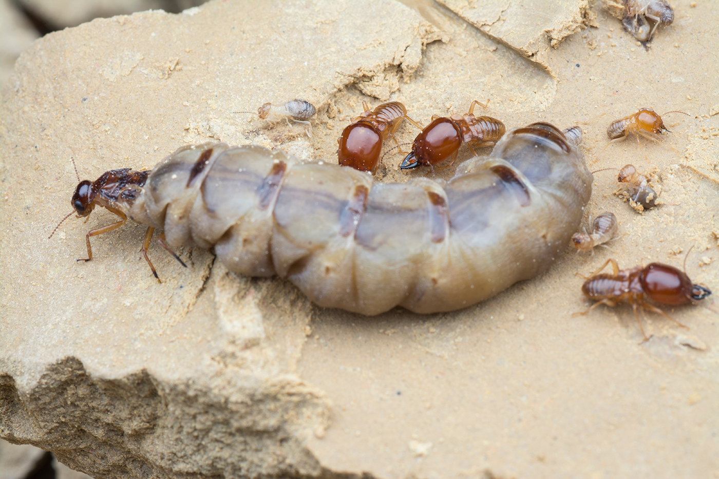 Termite Season is Upon Us!