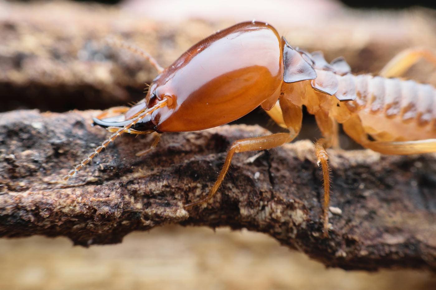 What Attracts Termites to Your Home?