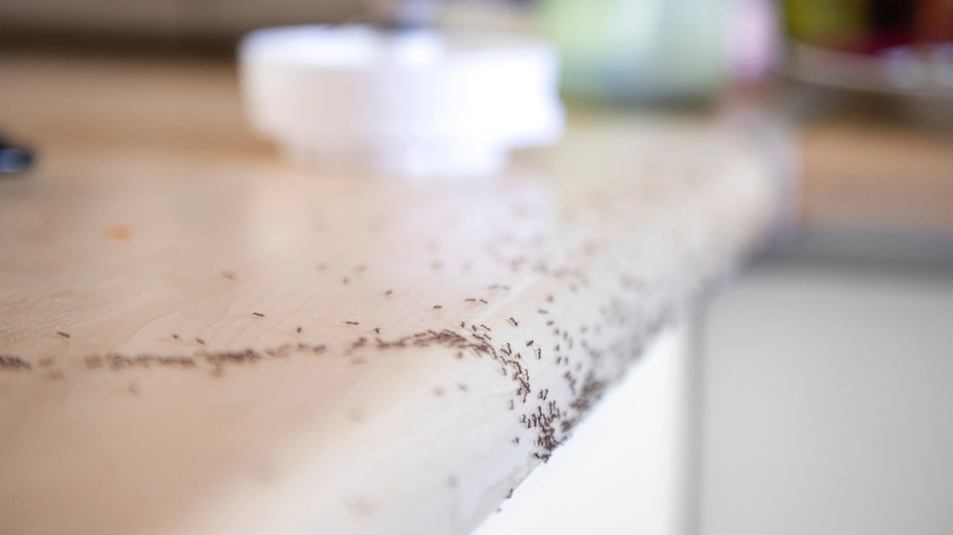 Crawling Insects Victoria | Identify & Protect Your Home