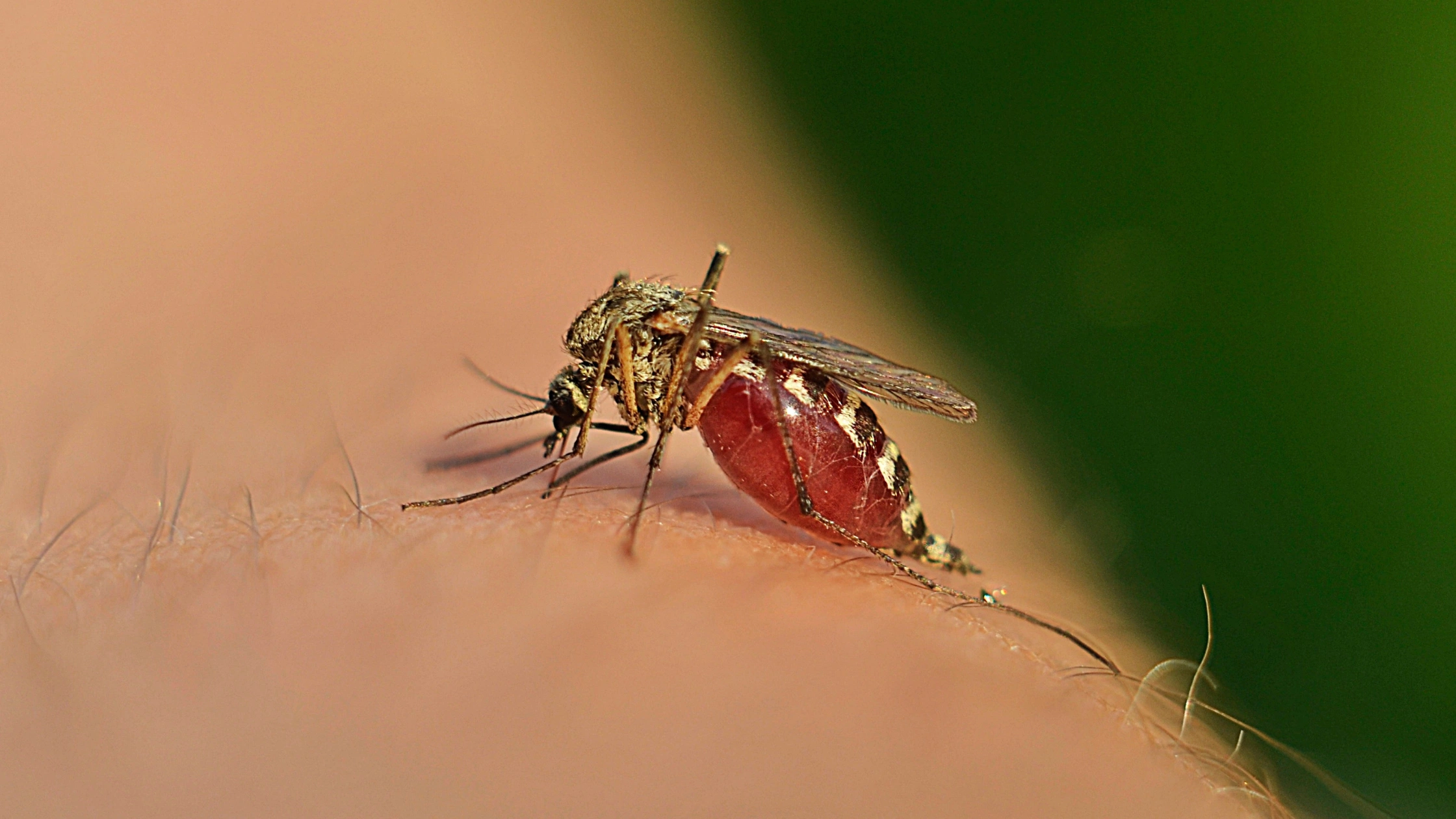 Understanding Mosquito Risks in Victoria Homes