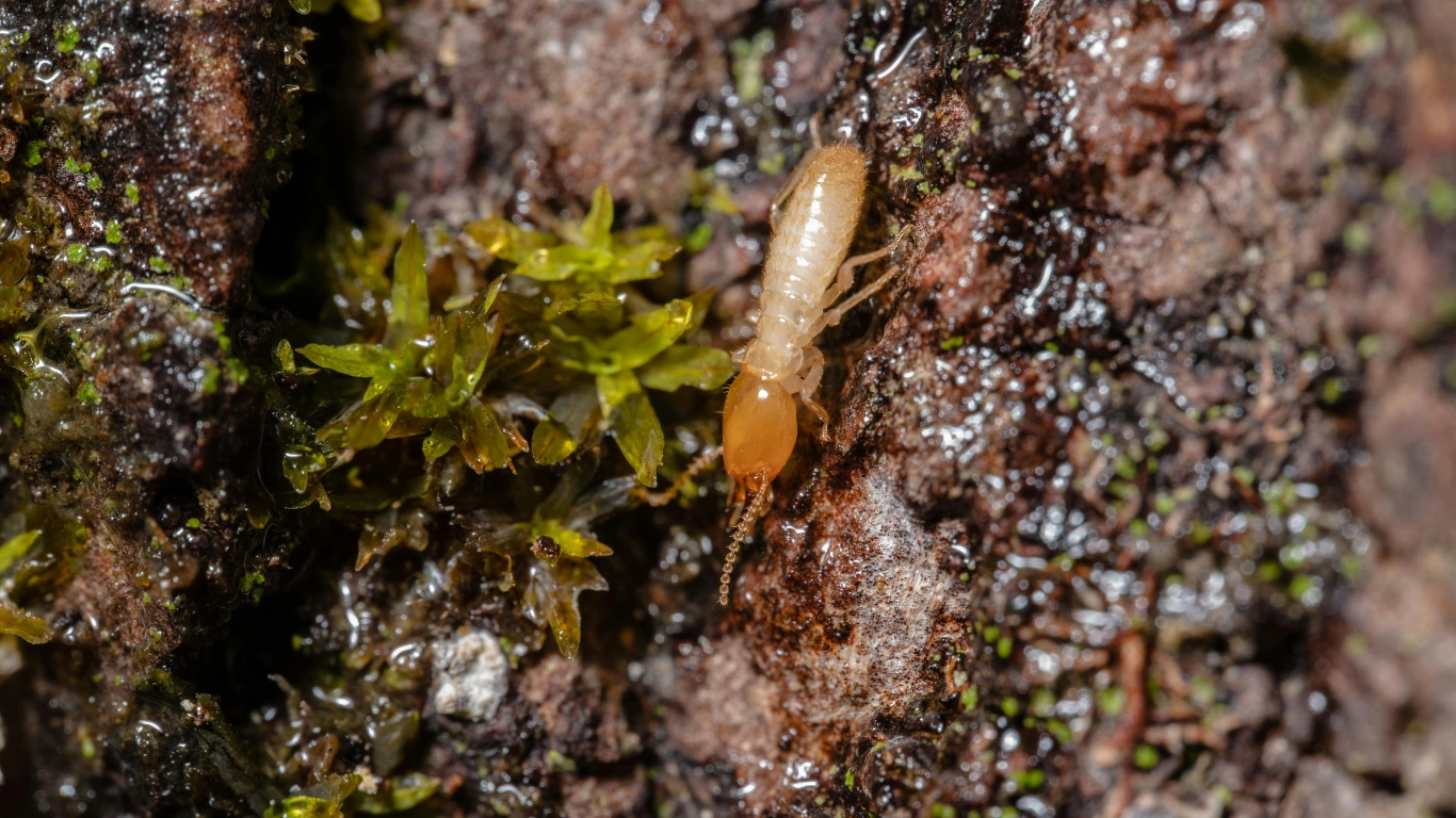 How to Protect Your Property from Termites: Late Summer–Autumn Action Plan