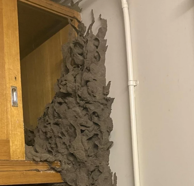 termite nest