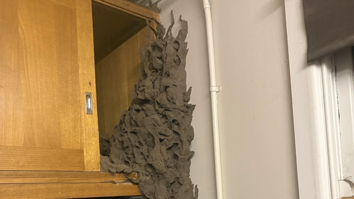 termite nest